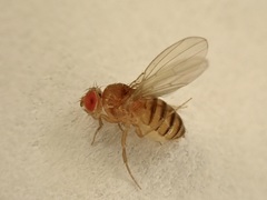 Sophophora
