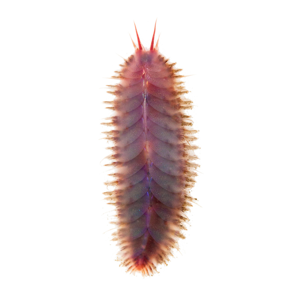 Hesperonoe complanata