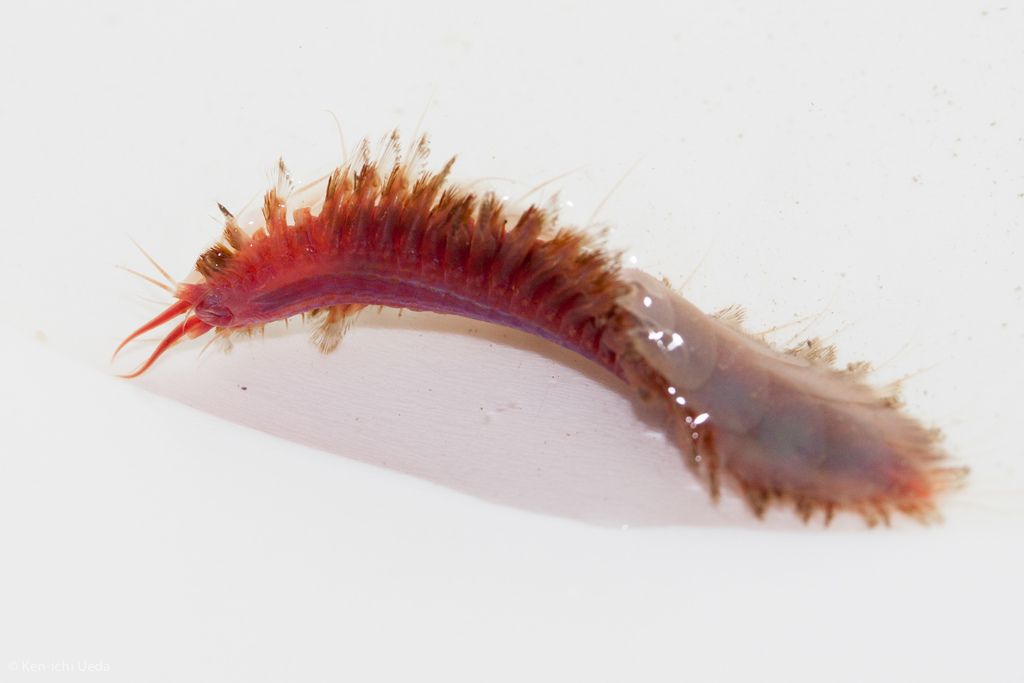 Genus Hesperonoe · iNaturalist