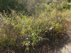 Centaurea tenacissima