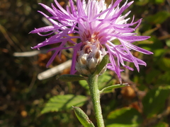 Centaurea tenacissima