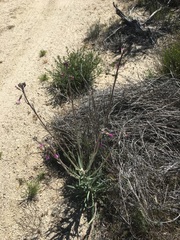 Boechera californica
