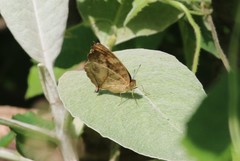 Junonia elgiva