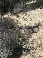 Boechera californica