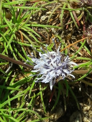 Jasione