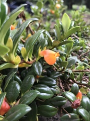 Nematanthus