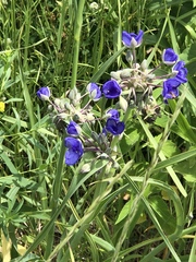 Tradescantia bracteata
