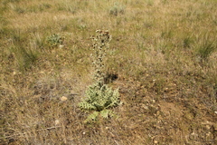 Cirsium cymosum canovirens