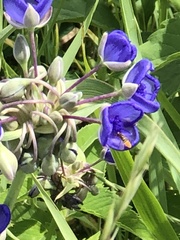 Tradescantia bracteata