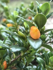 Nematanthus