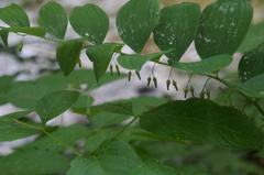 Polygonatum pubescens