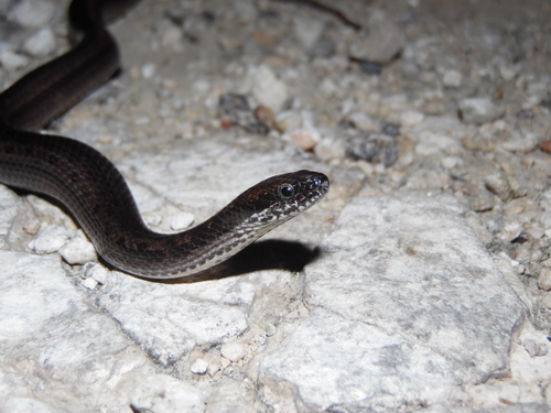 Two-spotted Snake