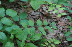 Wisteria floribunda