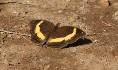 Junonia elgiva