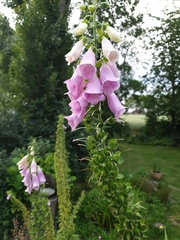 Digitalis purpurea