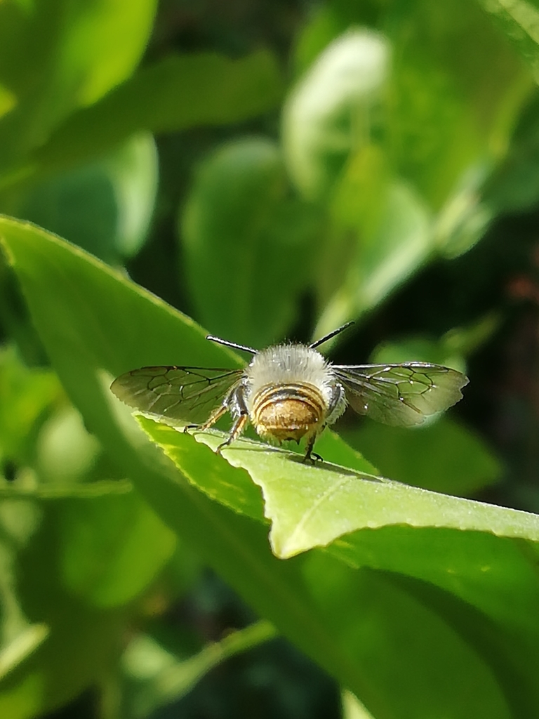 Megachile zapoteca