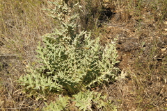 Cirsium cymosum canovirens