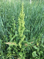 Rumex longifolius
