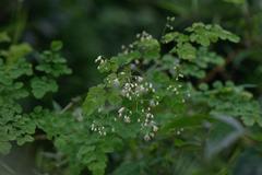Thalictrum foliolosum