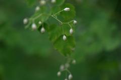 Thalictrum foliolosum