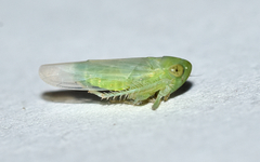 Chlorotettix viridius