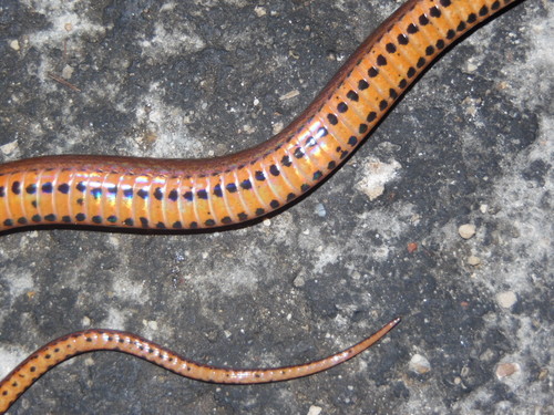 Two-spotted Snake