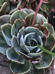 Echeveria bicolor
