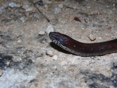 Two-spotted Snake