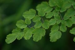 Thalictrum foliolosum