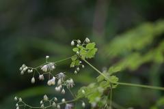 Thalictrum foliolosum