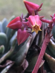 Echeveria bicolor