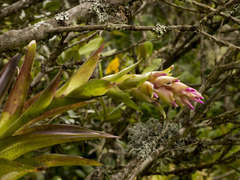 Tillandsia biflora