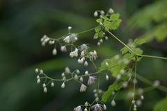 Thalictrum foliolosum