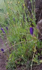 Brodiaea elegans hooveri