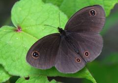 Thalictrum foliolosum