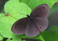 Thalictrum foliolosum