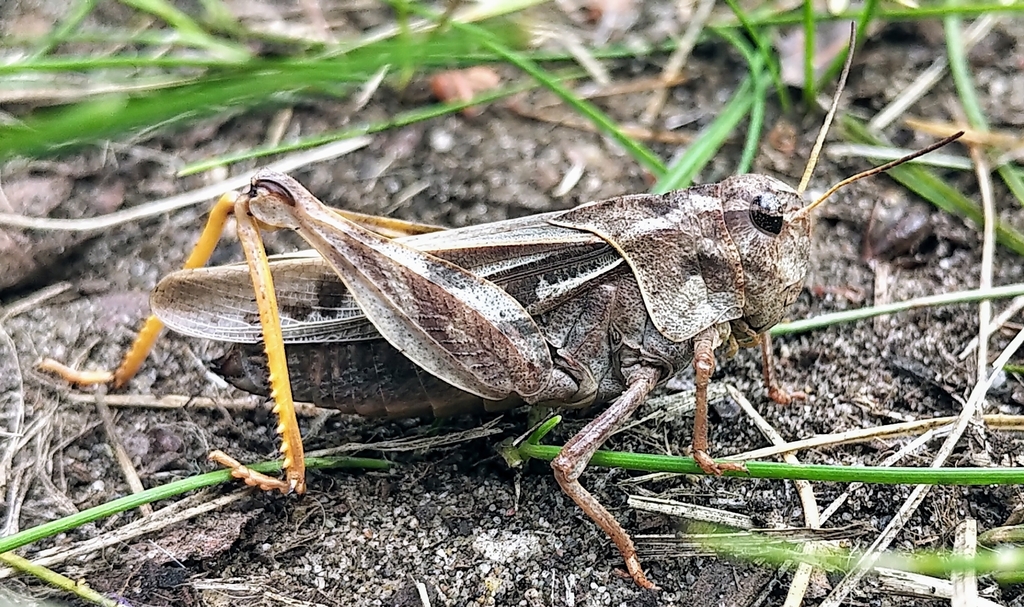 Coral-winged Grasshopper