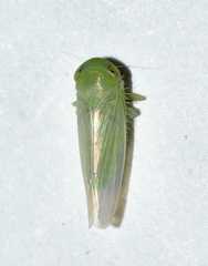 Chlorotettix viridius