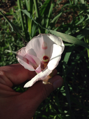 Calochortus venustus