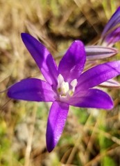 Brodiaea elegans hooveri