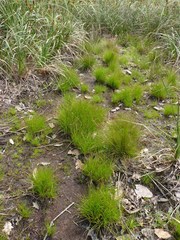 Juncus capensis