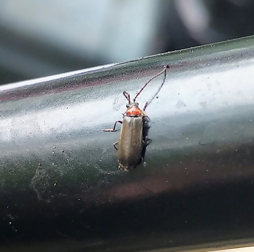 Hardy Soldier Beetle