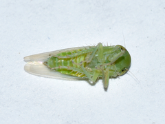Chlorotettix viridius