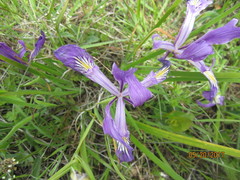 Iris tenax