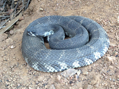 Crotalus oreganus
