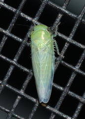 Chlorotettix viridius