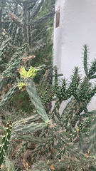 Cylindropuntia imbricata