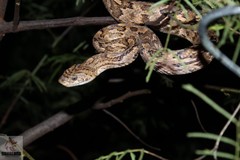 Trimorphodon biscutatus