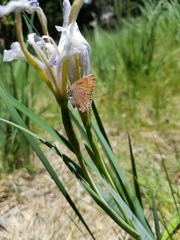Callophrys