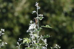 Acrocephalus scirpaceus